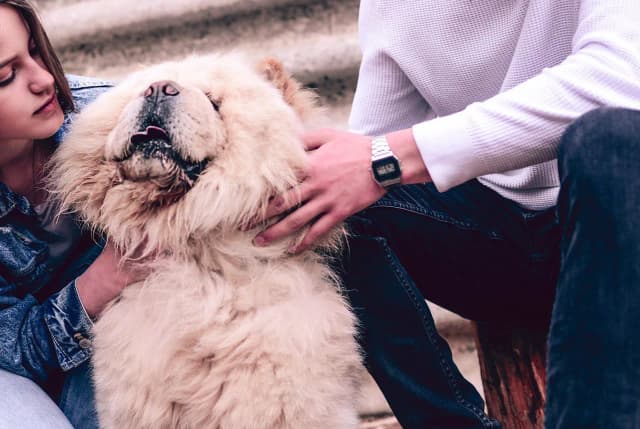 Chow chow sierść czy włosy? Poznaj tajemnice pielęgnacji i charakterystyki Chow chow sierść czy włosy? Poznaj tajemnice pielęgnacji i charakterystyki