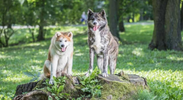 Ile żyje akita inu? Fakty, które mogą cię zaskoczyć Ile żyje akita inu? Fakty, które mogą cię zaskoczyć