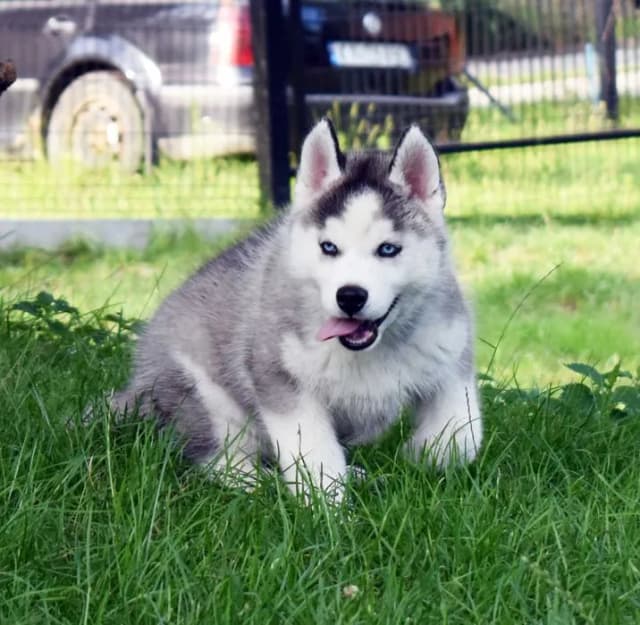 Ile kosztuje husky z rodowodem? Ceny, które mogą zaskoczyć Ile kosztuje husky z rodowodem? Ceny, które mogą zaskoczyć