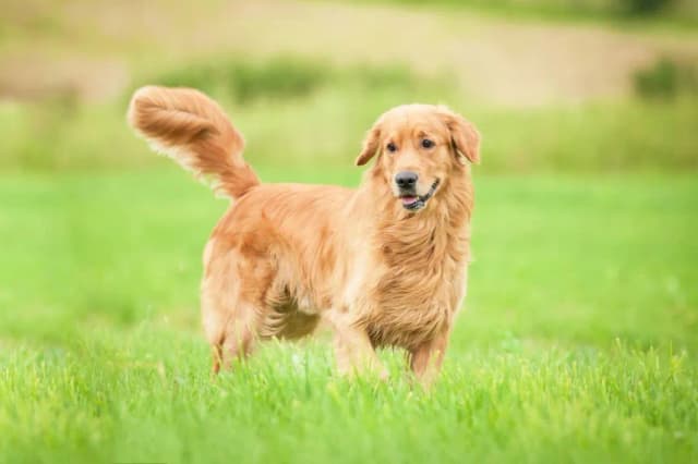 Czy golden retriever może mieszkać w bloku? Sprawdź, co musisz wiedzieć Czy golden retriever może mieszkać w bloku? Sprawdź, co musisz wiedzieć