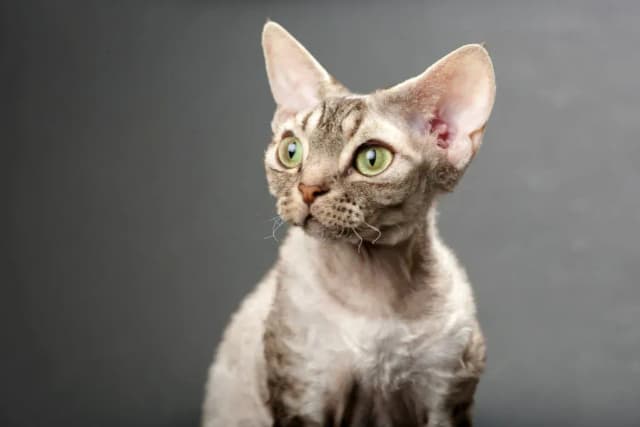 Devon rex blue point – piękne kocięta, które pokochasz na zawsze Devon rex blue point – piękne kocięta, które pokochasz na zawsze