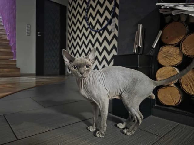 Reproduktor Devon Rex: Cechy, ceny i dostępność w Polsce Reproduktor Devon Rex: Cechy, ceny i dostępność w Polsce