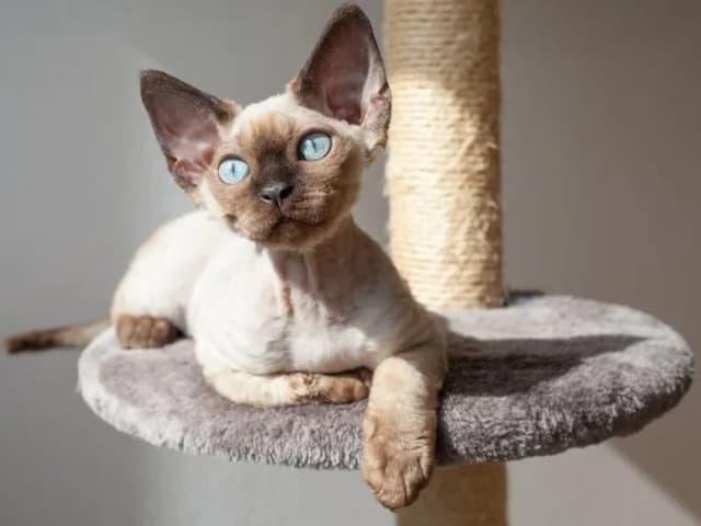 Adopcja Devon Rex: Jak uniknąć wysokich kosztów i znaleźć idealnego kota Adopcja Devon Rex: Jak uniknąć wysokich kosztów i znaleźć idealnego kota