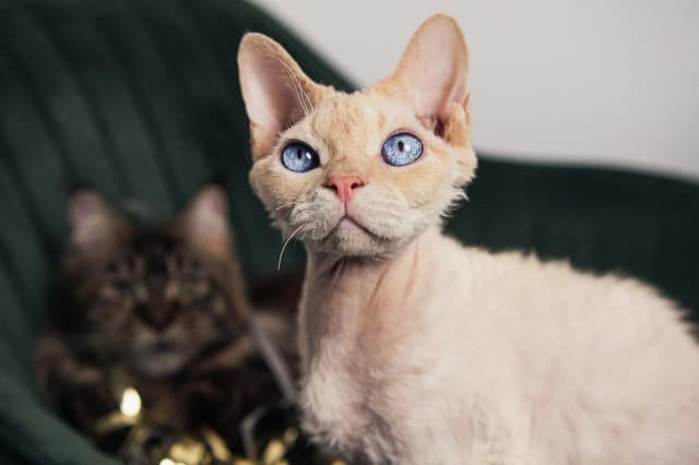 Devon rex point - unikalne cechy i pielęgnacja tej rasy kotów Devon rex point - unikalne cechy i pielęgnacja tej rasy kotów