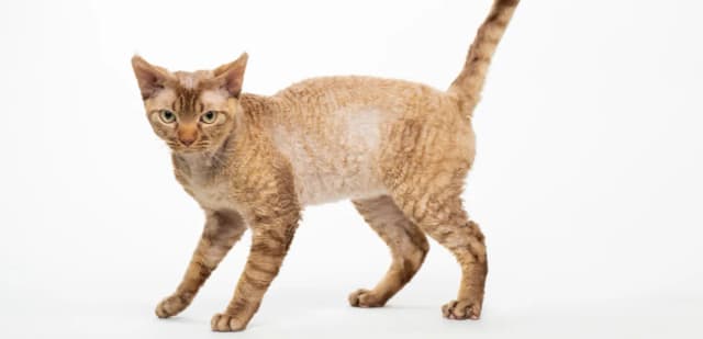 Devon Rex w schronisku: jak pomóc chorym kotom w Bytomiu Devon Rex w schronisku: jak pomóc chorym kotom w Bytomiu