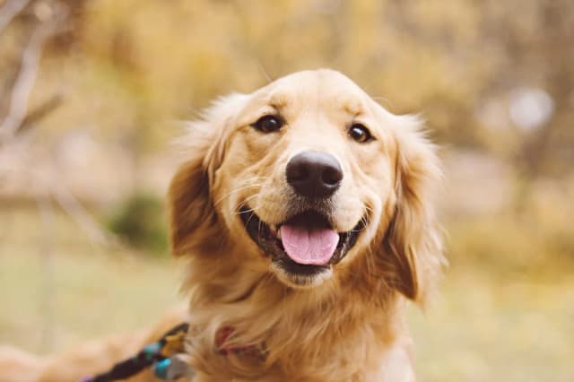 Dla kogo golden retriever? Idealny pies dla aktywnych rodzin i singli Dla kogo golden retriever? Idealny pies dla aktywnych rodzin i singli