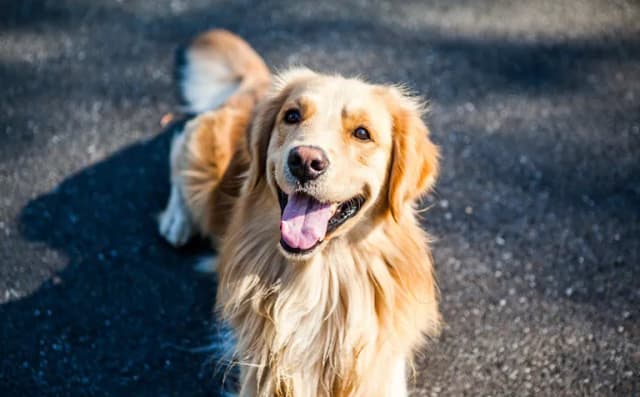 Ile kosztuje pies golden retriever? Ceny, które zaskoczą każdego Ile kosztuje pies golden retriever? Ceny, które zaskoczą każdego