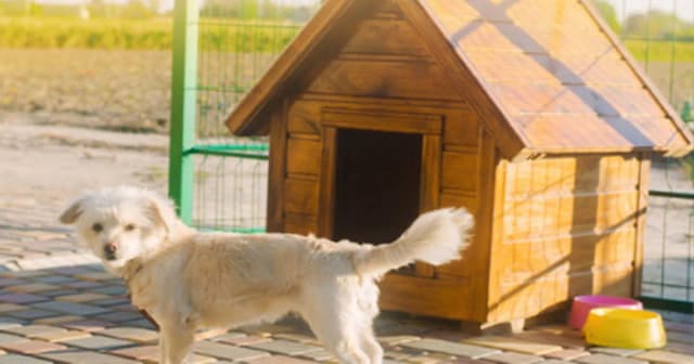 Jakie wymiary budy dla owczarka niemieckiego zapewnią komfort? Jakie wymiary budy dla owczarka niemieckiego zapewnią komfort?