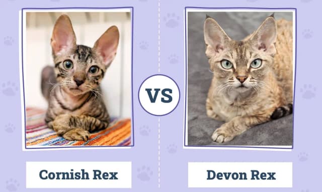 Devon Rex a Cornish Rex różnice - co musisz wiedzieć przed wyborem Devon Rex a Cornish Rex różnice - co musisz wiedzieć przed wyborem