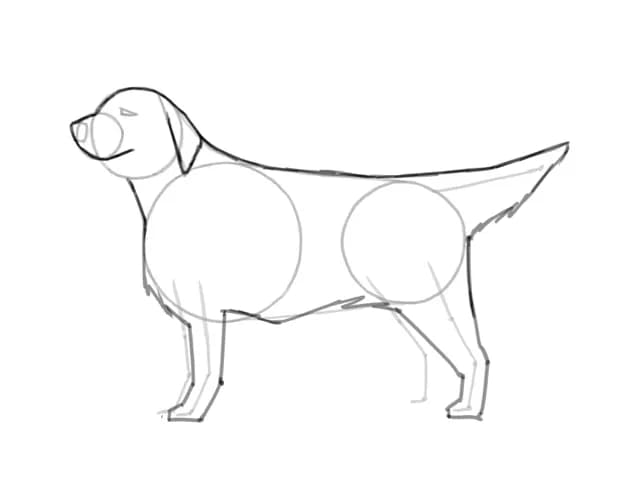 Jak narysować golden retrievera - łatwe kroki do realistycznego rysunku Jak narysować golden retrievera - łatwe kroki do realistycznego rysunku