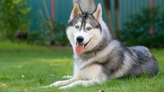 Pies jak husky – rasy o podobnym wyglądzie i charakterze, które warto poznać Pies jak husky – rasy o podobnym wyglądzie i charakterze, które warto poznać