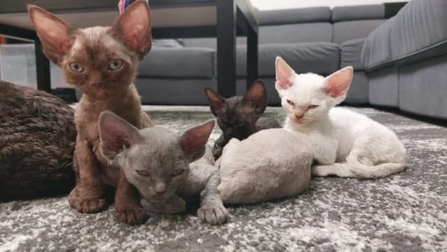 Ile żyją koty Devon Rex i jak zapewnić im długie życie? Ile żyją koty Devon Rex i jak zapewnić im długie życie?