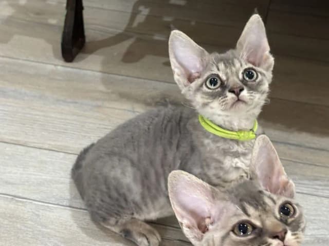 Ceny kociąt Devon Rex w hodowlach – co warto wiedzieć przed zakupem? Ceny kociąt Devon Rex w hodowlach – co warto wiedzieć przed zakupem?