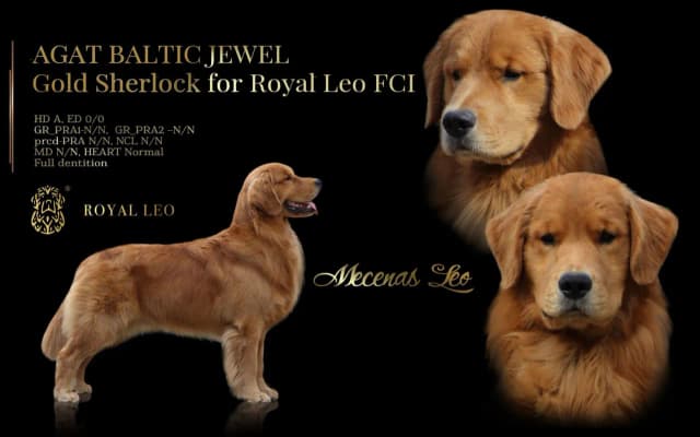 Gdzie można kupić Golden Retrievera? Najlepsze hodowle w Polsce Gdzie można kupić Golden Retrievera? Najlepsze hodowle w Polsce