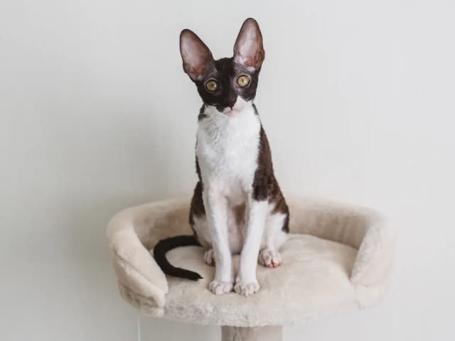 Devon Cornish Rex - Kluczowe różnice i cechy obu ras kotów Devon Cornish Rex - Kluczowe różnice i cechy obu ras kotów