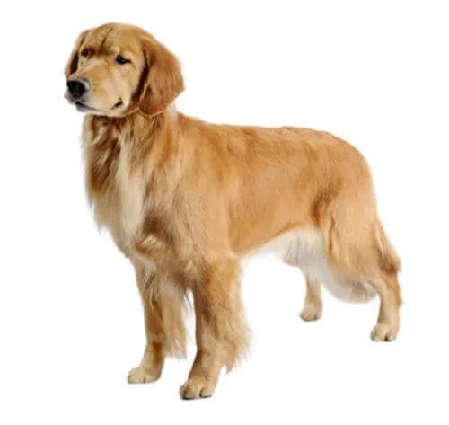 Czy golden retriever to rasa duża czy średnia? Odkryj prawdę o rozmiarze Czy golden retriever to rasa duża czy średnia? Odkryj prawdę o rozmiarze
