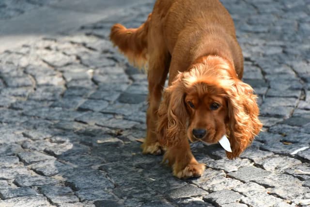 Cocker spaniel czy gubi sierść? Poznaj prawdę o linieniu tej rasy Cocker spaniel czy gubi sierść? Poznaj prawdę o linieniu tej rasy