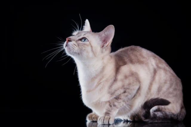 Kot tonkijski krótkowłosy - cechy, pielęgnacja i temperament tej rasy Kot tonkijski krótkowłosy - cechy, pielęgnacja i temperament tej rasy