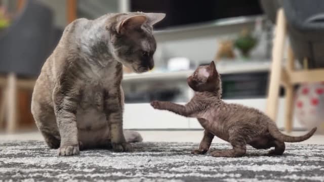 Hodowla Devon Rex w Warszawie - sprawdzone miejsca i ceny kociąt Hodowla Devon Rex w Warszawie - sprawdzone miejsca i ceny kociąt