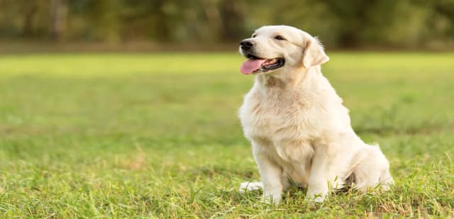Jak umiera golden retriever i jak zadbać o jego zdrowie? Jak umiera golden retriever i jak zadbać o jego zdrowie?