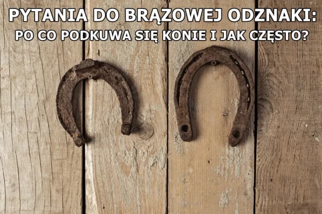 Dlaczego podkuwa się konie? Odkryj kluczowe powody i korzyści Dlaczego podkuwa się konie? Odkryj kluczowe powody i korzyści