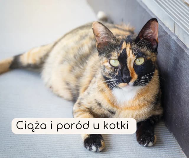 Po czym poznać, że kotka jest w ciąży? Objawy, które musisz znać Po czym poznać, że kotka jest w ciąży? Objawy, które musisz znać