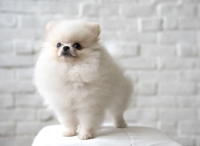 Czy pomeranian gubi sierść? Poznaj przyczyny i skuteczne metody pielęgnacji Czy pomeranian gubi sierść? Poznaj przyczyny i skuteczne metody pielęgnacji