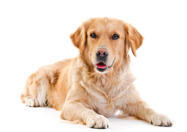 Ile je golden retriever? Odkryj idealne porcje dla psa Ile je golden retriever? Odkryj idealne porcje dla psa