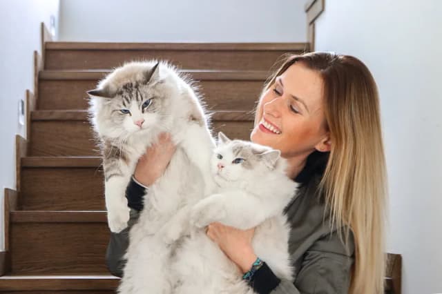Ragdoll kotka czy kocur – które lepiej pasują do Twojego stylu życia? Ragdoll kotka czy kocur – które lepiej pasują do Twojego stylu życia?