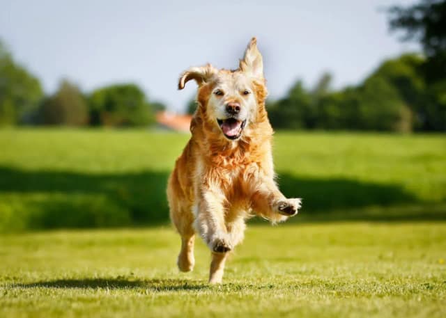 Czym się różni golden retriever od labradora? Kluczowe różnice i porady Czym się różni golden retriever od labradora? Kluczowe różnice i porady
