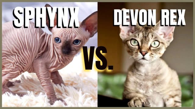Devon Rex a Sfinks: Kluczowe różnice, które musisz znać Devon Rex a Sfinks: Kluczowe różnice, które musisz znać