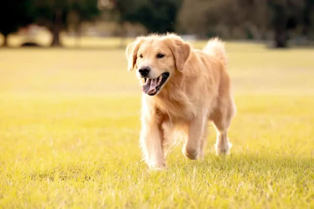 Ile karmy dla szczeniaka golden retriever? Odpowiednie dawkowanie dla zdrowia Ile karmy dla szczeniaka golden retriever? Odpowiednie dawkowanie dla zdrowia