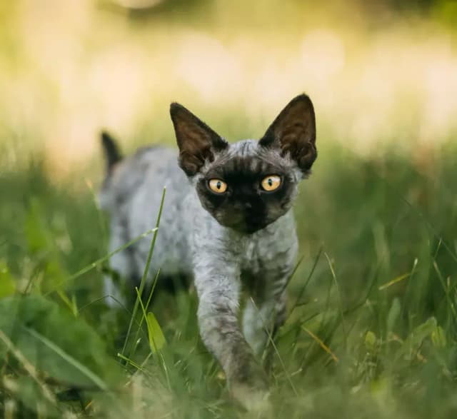 Gdzie znaleźć koty Devon Rex w Zachodniopomorskiem i ile kosztują Gdzie znaleźć koty Devon Rex w Zachodniopomorskiem i ile kosztują