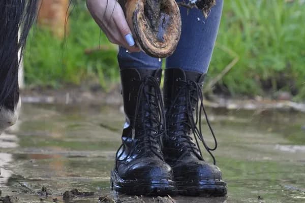 Jak dbać o konia - kluczowe wskazówki dla zdrowia i szczęścia zwierzęcia Jak dbać o konia - kluczowe wskazówki dla zdrowia i szczęścia zwierzęcia