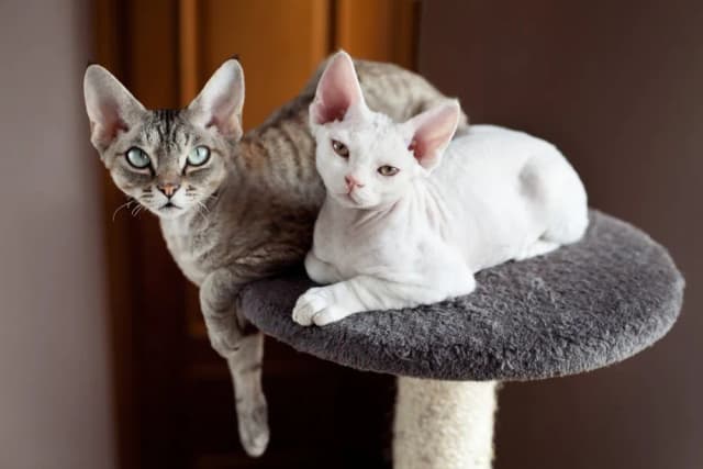 Rasy kotów Devon Rex: Cechy, historia i jak o nie dbać Rasy kotów Devon Rex: Cechy, historia i jak o nie dbać