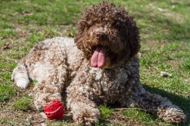 Lagotto Romagnolo: Sierść czy włos? Odkryj kluczowe różnice Lagotto Romagnolo: Sierść czy włos? Odkryj kluczowe różnice