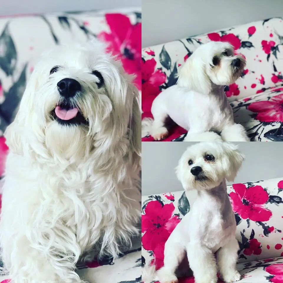 Kodi